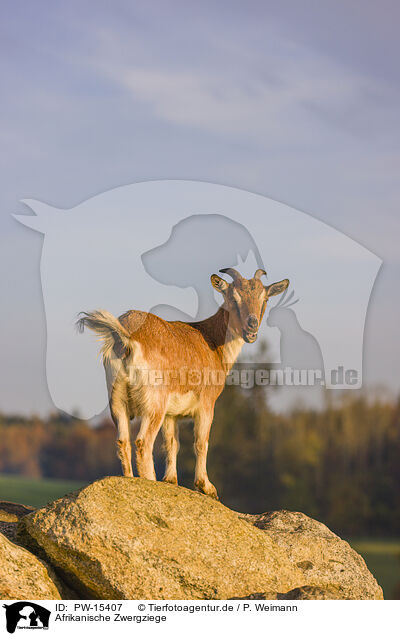 Afrikanische Zwergziege / african pygmy goat / PW-15407