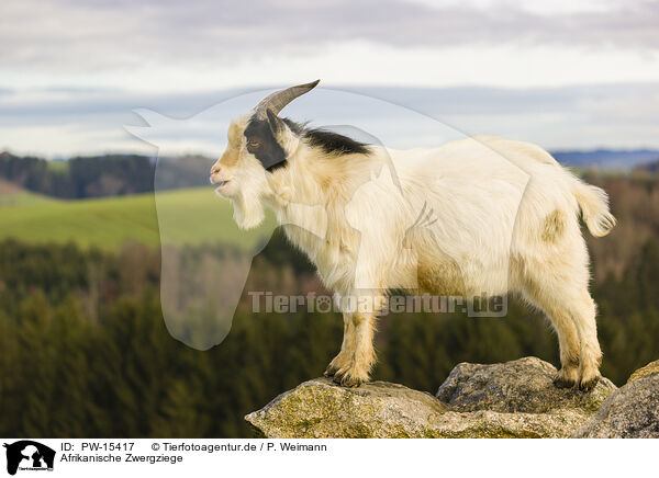 Afrikanische Zwergziege / african pygmy goat / PW-15417
