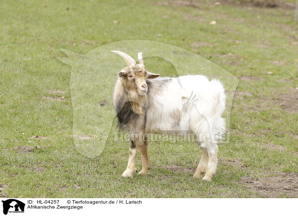 Afrikanische Zwergziege / African dwarf goat / HL-04257