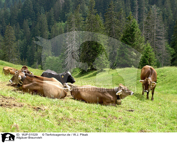 Allguer Braunvieh / cows / WJP-01029