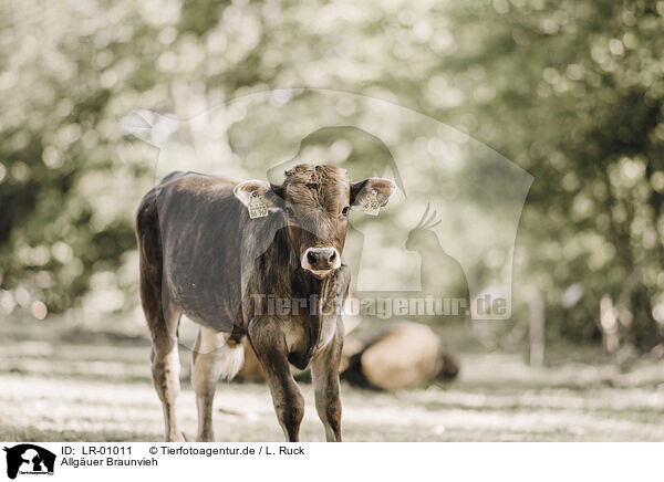 Allguer Braunvieh / Allgaeu Bavaria / LR-01011