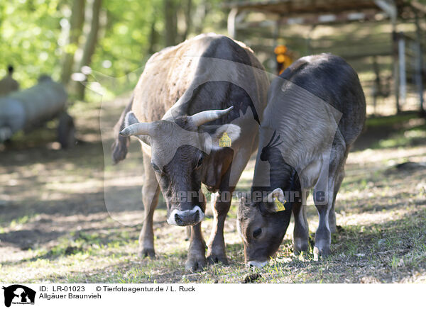 Allguer Braunvieh / Allgaeu Bavaria / LR-01023