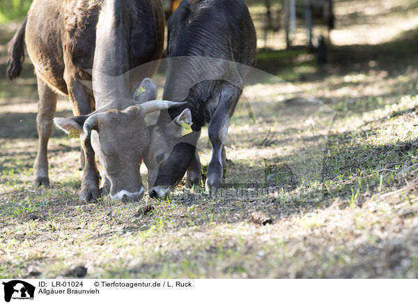 Allguer Braunvieh / LR-01024