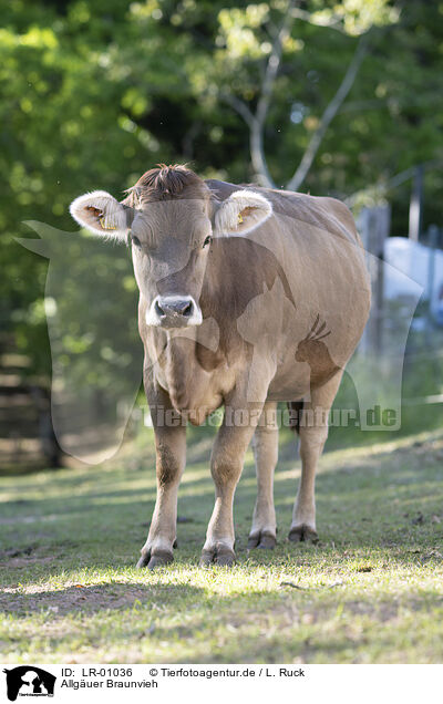 Allguer Braunvieh / Allgaeu Bavaria / LR-01036