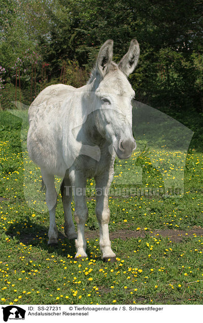 Andalusischer Riesenesel / donkey / SS-27231