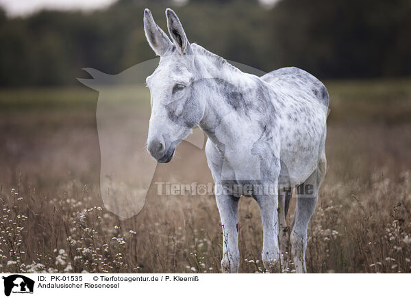 Andalusischer Riesenesel / Andalusian donkey / PK-01535
