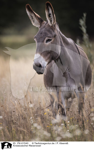 Andalusischer Riesenesel / Andalusian donkey / PK-01540