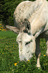 Andalusischer Riesenesel