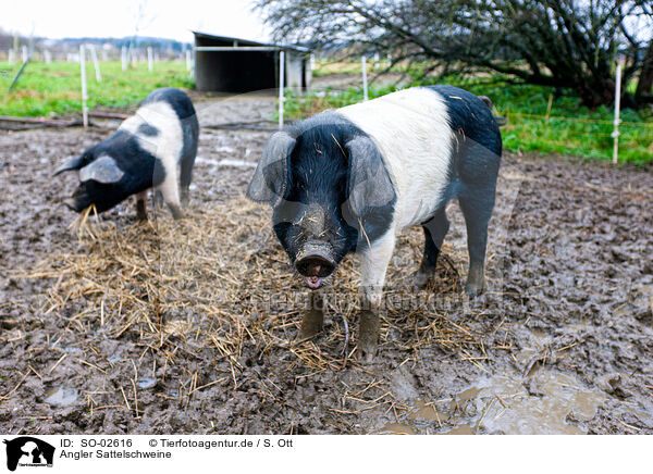 Angler Sattelschweine / SO-02616