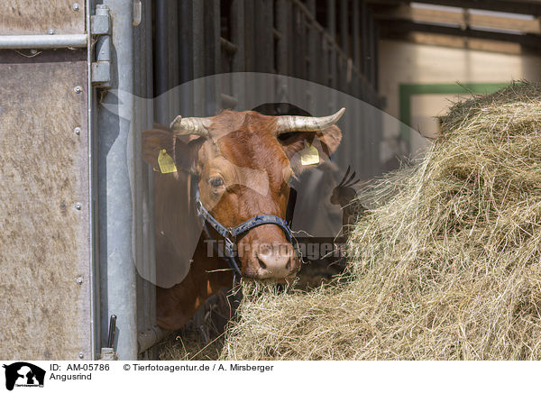 Angusrind / Angus cattle / AM-05786