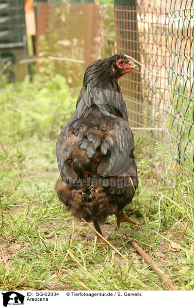 Araucana / araucana chicken / SG-02034
