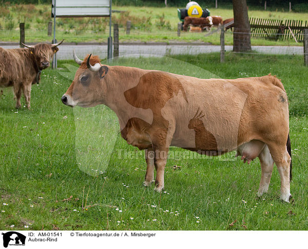 Aubrac-Rind / Aubrac cattle / AM-01541