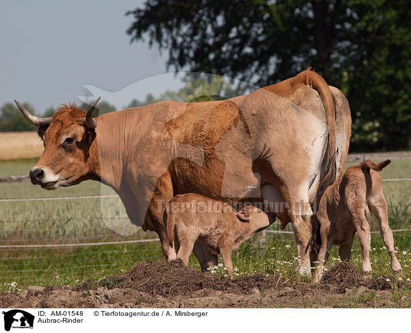Aubrac-Rinder / Aubrac cattles / AM-01548