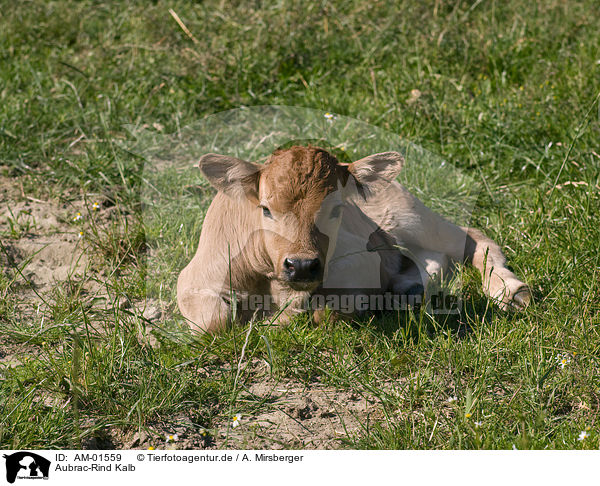 Aubrac-Rind Kalb / AM-01559