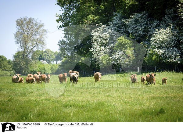 Aubrac / Aubrac / MAW-01889
