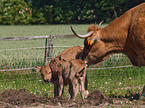 Aubrac-Rinder