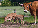 Aubrac-Rinder