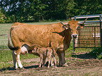 Aubrac-Rinder