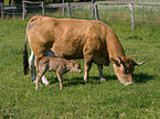 Aubrac-Rinder