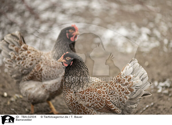 Barnevelder / Barnevelder Chicken / TBA-02504