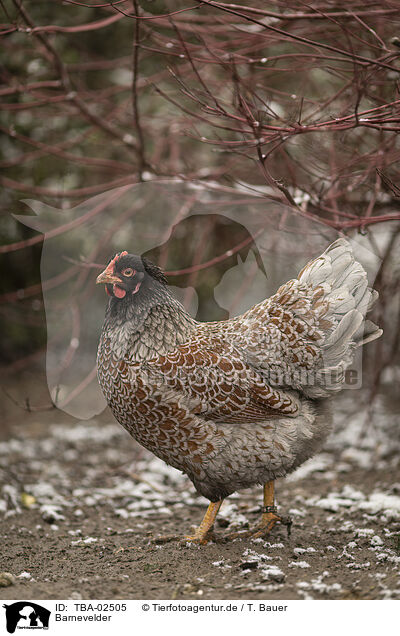 Barnevelder / Barnevelder Chicken / TBA-02505