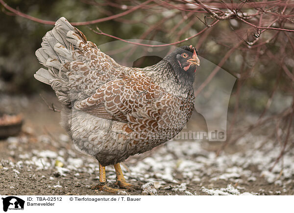 Barnevelder / Barnevelder Chicken / TBA-02512