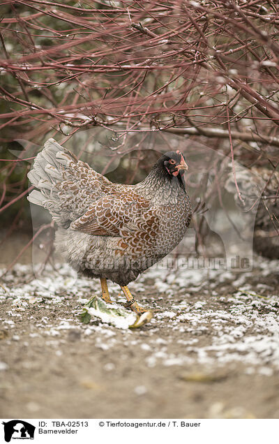 Barnevelder / Barnevelder Chicken / TBA-02513