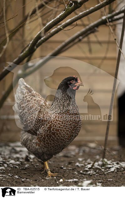 Barnevelder / Barnevelder Chicken / TBA-02515