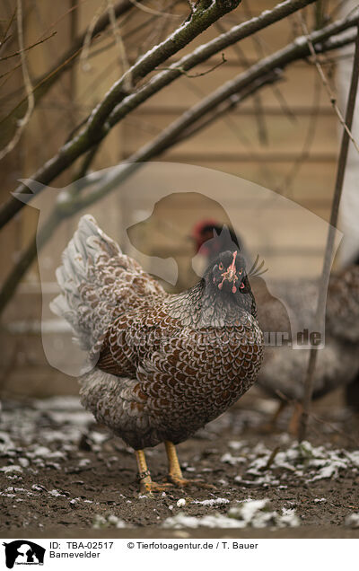 Barnevelder / Barnevelder Chicken / TBA-02517