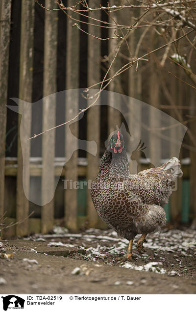 Barnevelder / Barnevelder Chicken / TBA-02519