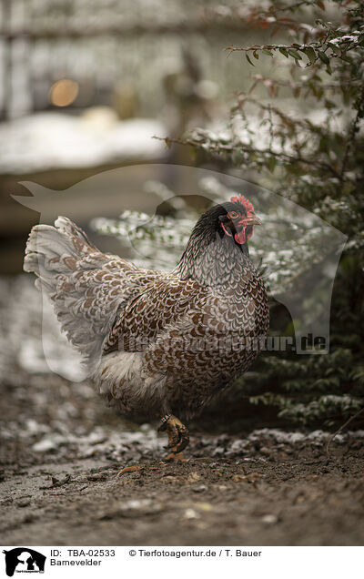 Barnevelder / Barnevelder Chicken / TBA-02533