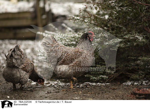 Barnevelder / Barnevelder Chicken / TBA-02536