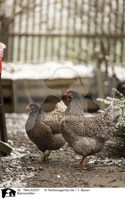 Barnevelder / Barnevelder Chicken / TBA-02537