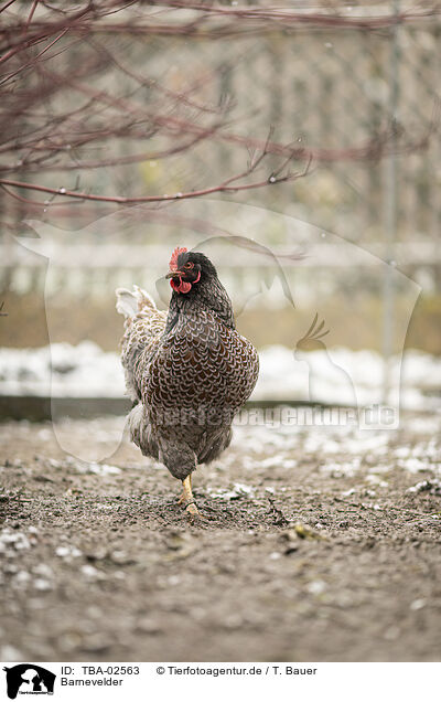 Barnevelder / Barnevelder Chicken / TBA-02563