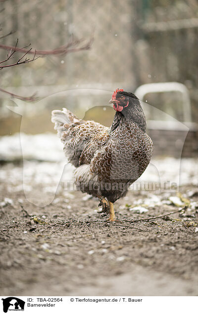 Barnevelder / Barnevelder Chicken / TBA-02564