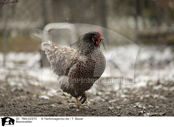 Barnevelder / Barnevelder Chicken / TBA-02570