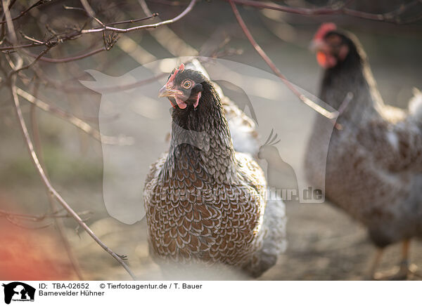 Barnevelder Hhner / Barnevelder Chicken / TBA-02652