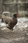Barnevelder