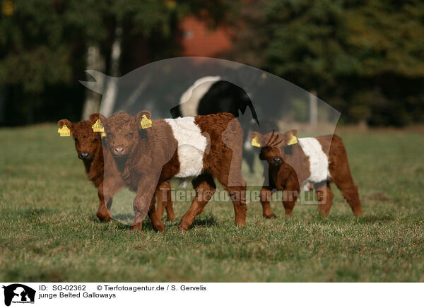 junge Belted Galloways / young Belted Galloways / SG-02362
