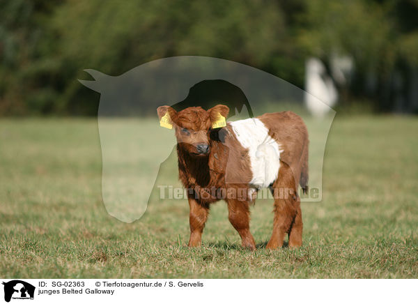 junges Belted Galloway / SG-02363