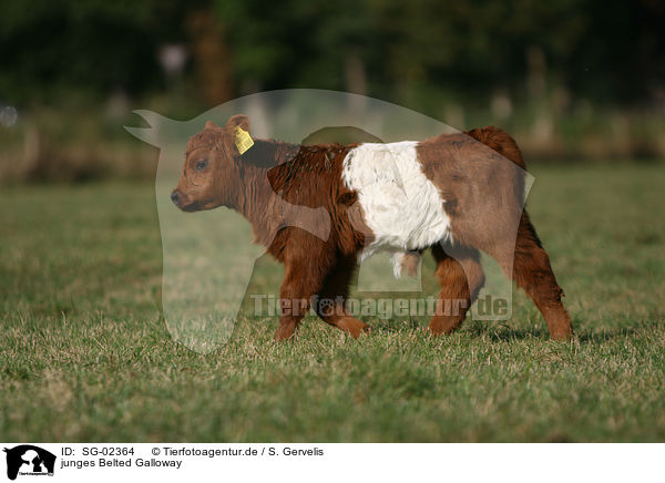 junges Belted Galloway / SG-02364