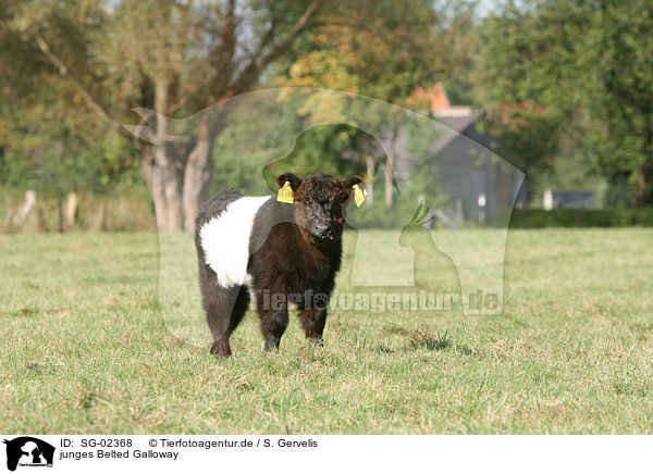 junges Belted Galloway / SG-02368
