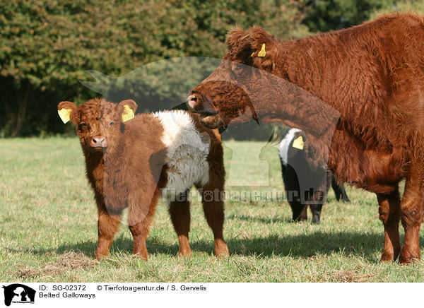 Belted Galloways / SG-02372