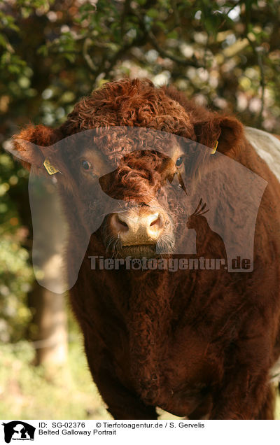 Belted Galloway Portrait / Belted Galloway Portrait / SG-02376