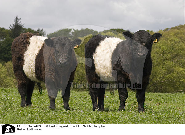 Belted Galloways / FLPA-02483