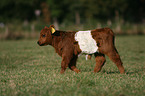 junges Belted Galloway