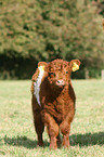 junges Belted Galloway