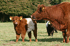 Belted Galloways