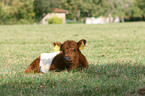 junges Belted Galloway