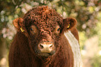 Belted Galloway Portrait